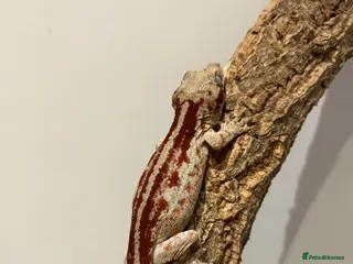 Gecko reptiles Crested gecko and gargoyles male and female - Advert 11