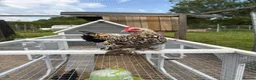 Chickens poultry for sale: Sabelpoot Hens | 6 months old in Alton - Advert 3