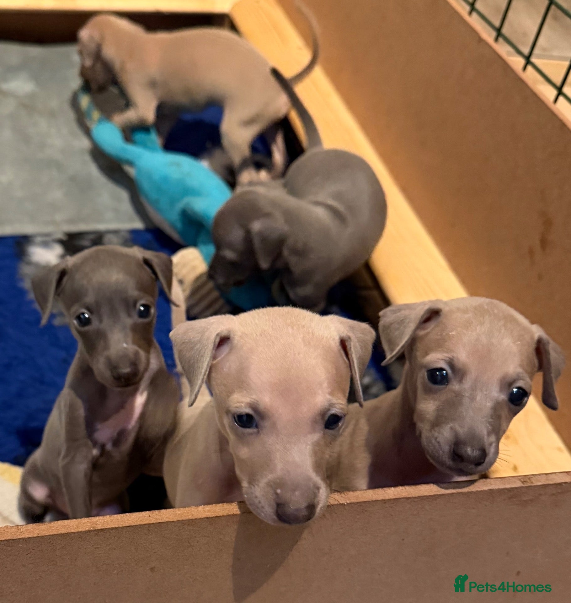 Italian Greyhound dogs KCRegistered Italian Greyhounds 🐾 - Advert 1