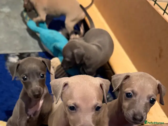 Italian Greyhound dogs KCRegistered Italian Greyhounds Boys🐾 - Advert 1