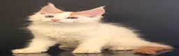 Maine Coon cats for sale: Beautiful maine coon kittens - Advert 23