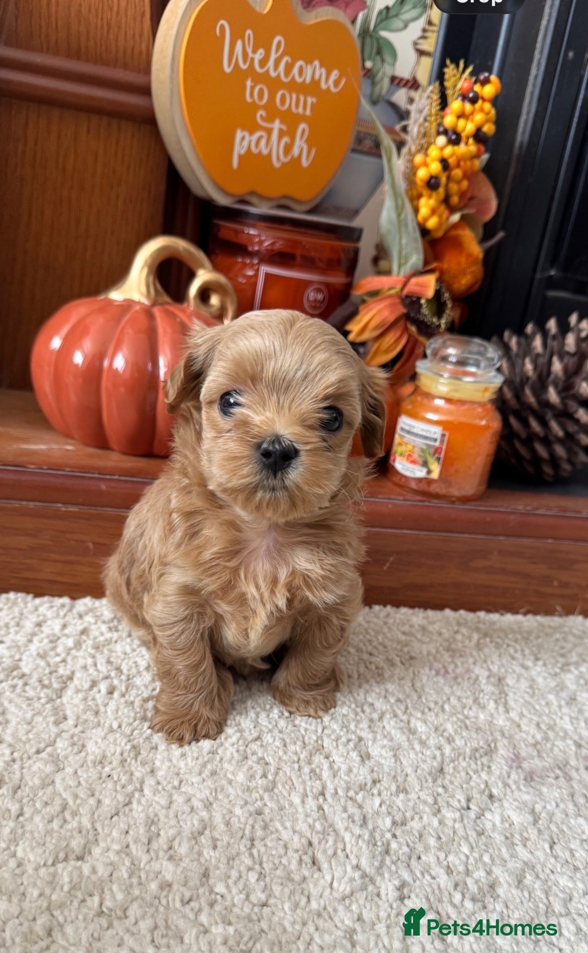 Maltipoo dogs Micro tiny F1 Maltipoo puppies 🩷 3 Girls.  - Advert 13