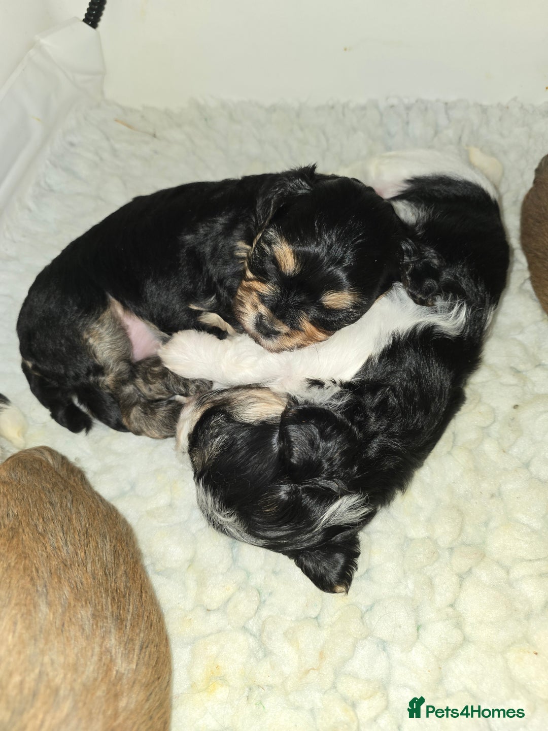 Havanese dogs for sale: Pedigree Havanese pups - Advert 5