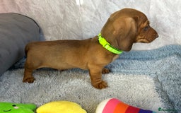 Miniature Dachshund dogs for sale: Miniature dachshund puppies  - Image 21