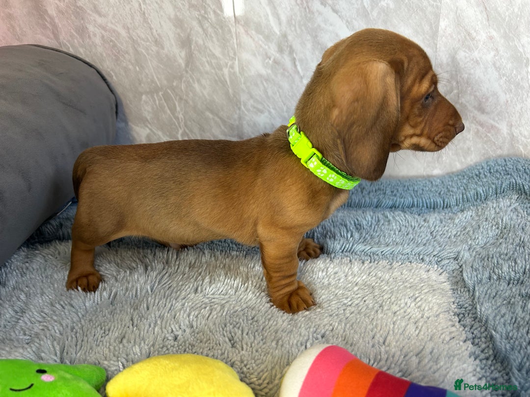 Miniature Dachshund dogs for sale: Miniature dachshund puppies  - Image 21