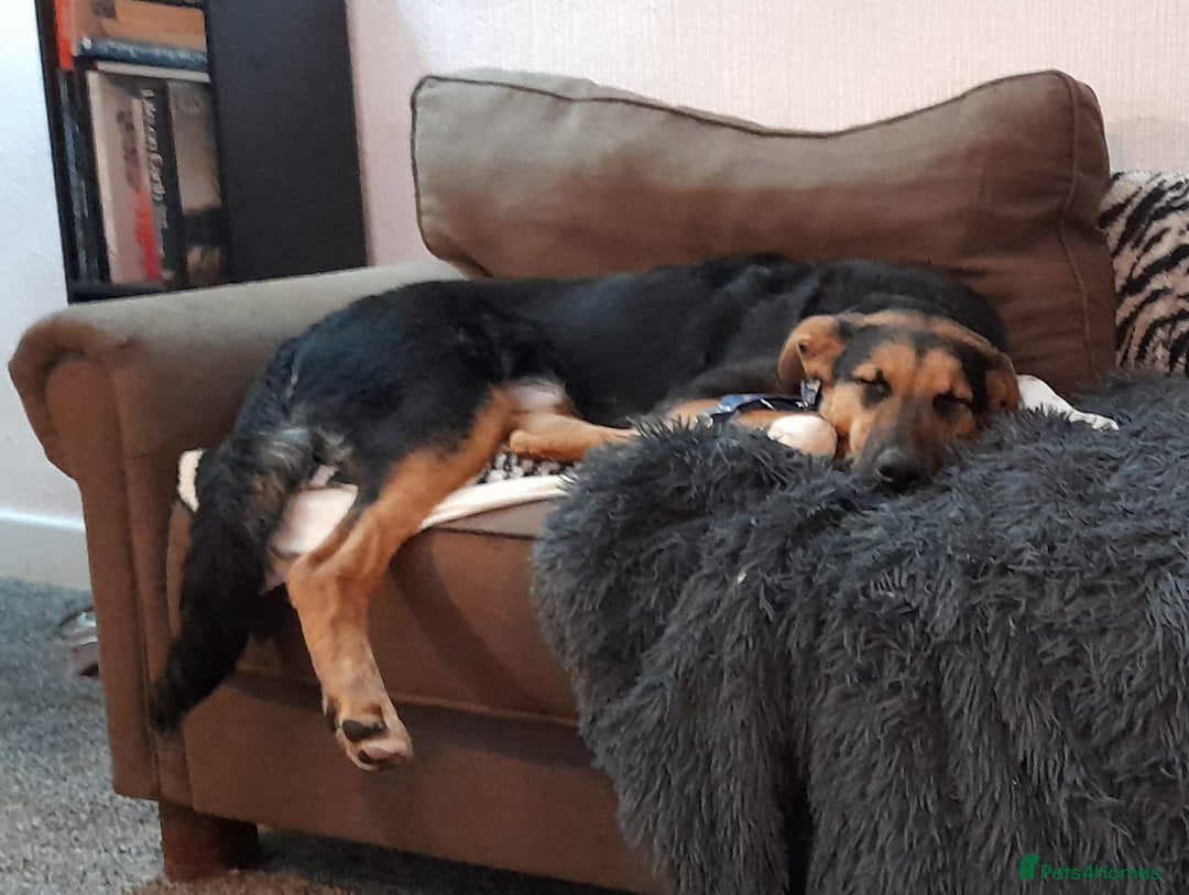 Mixed Breed dogs for adoption: URGENT: 💙🐶 BRUNO -The Big, Loving 10 month Boy - Advert 21