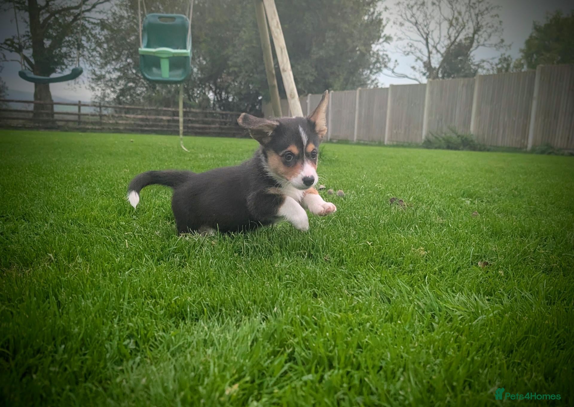 Welsh Corgi Cardigan dogs 🩷2 pups left💙Cardiganshire corgi   - Advert 1