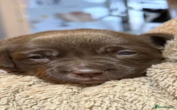 Labrador Retriever dogs for sale: Beautiful Labrador Puppies - Advert 3