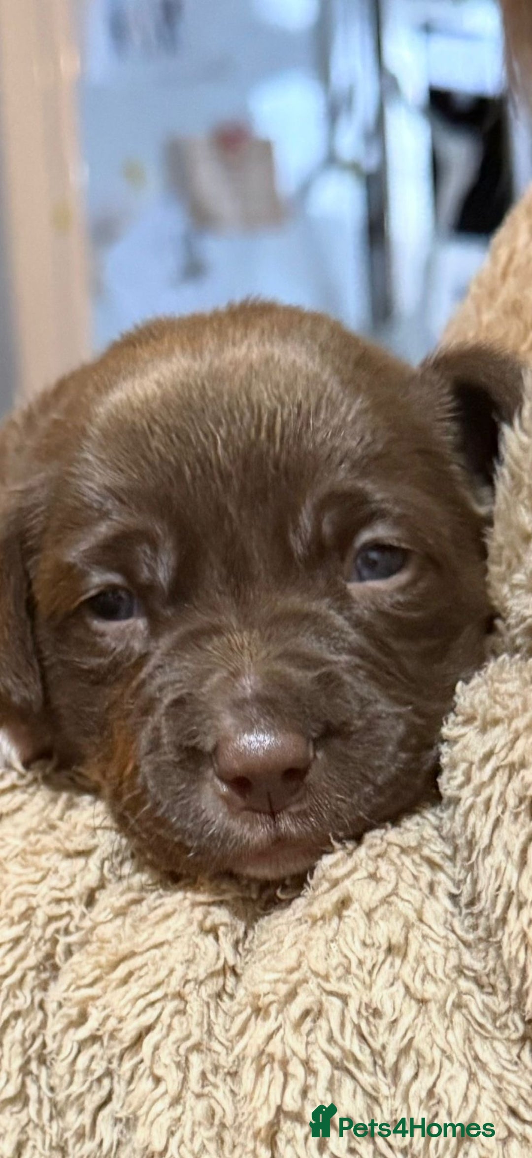 Labrador Retriever dogs for sale: Beautiful Labrador Puppies - Advert 3