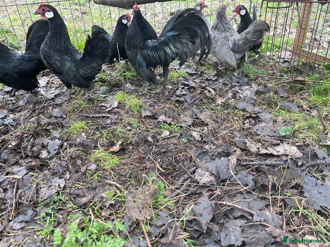 Chickens poultry for sale: Rosecombs  in Leicester - Advert 2