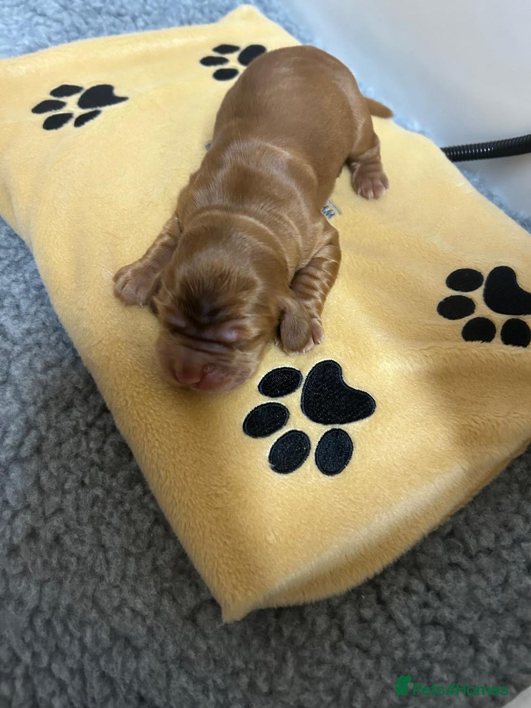 Cocker Spaniel dogs for sale: Show Cocker Spaniel Puppies - Advert 11