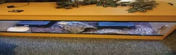 Python Snake reptiles for sale: Female python  in Clitheroe - Advert 4