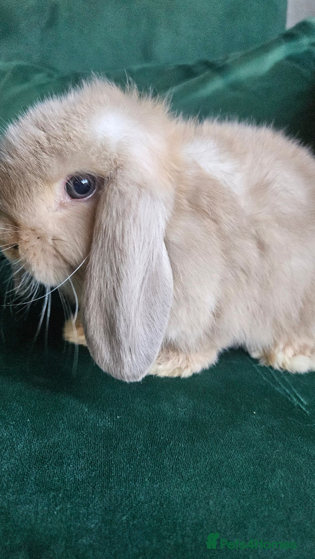 Mini Lop rabbits for sale: Ready to leave cuddly mini lops - Advert 14