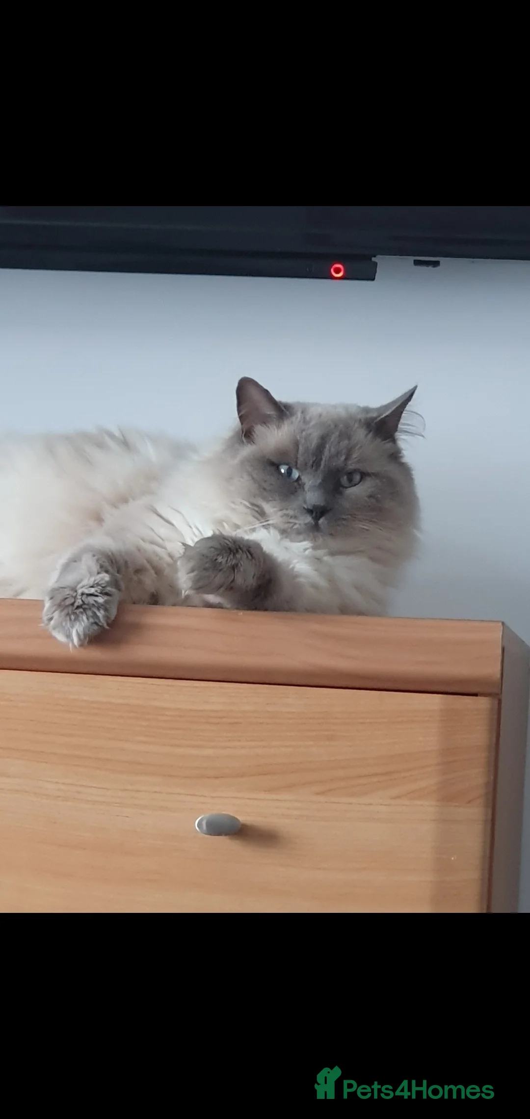 Ragdoll cats for stud: Blue point proven ragdoll stud - Advert 12