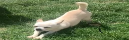 Chihuahua dogs for sale: Handsome 3-Year-Old Male Chihuahua in Salisbury - Advert 5