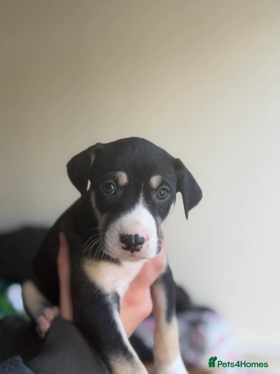 Mixed Breed dogs for sale: Saluki bull greyhound  - Advert 2