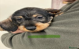 Dachshund dogs for sale: Outstanding Pedigree Litter-Health Tested Parents - Advert 11