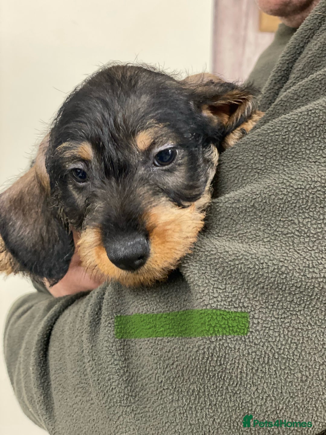 Dachshund dogs for sale: Outstanding Pedigree Litter-Health Tested Parents - Advert 11