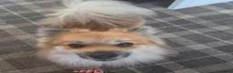 Pomchi dogs for sale: pomchi puppies for sale - Advert 8