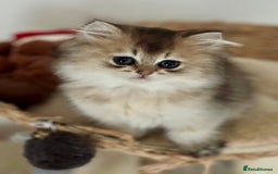 Scottish Fold cats for sale: Lovely Scottish Straight Kittens Ready fo Families - Advert 12