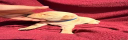 Labrador Retriever dogs for sale: Fox Red / yellow working Labradors  - Advert 20