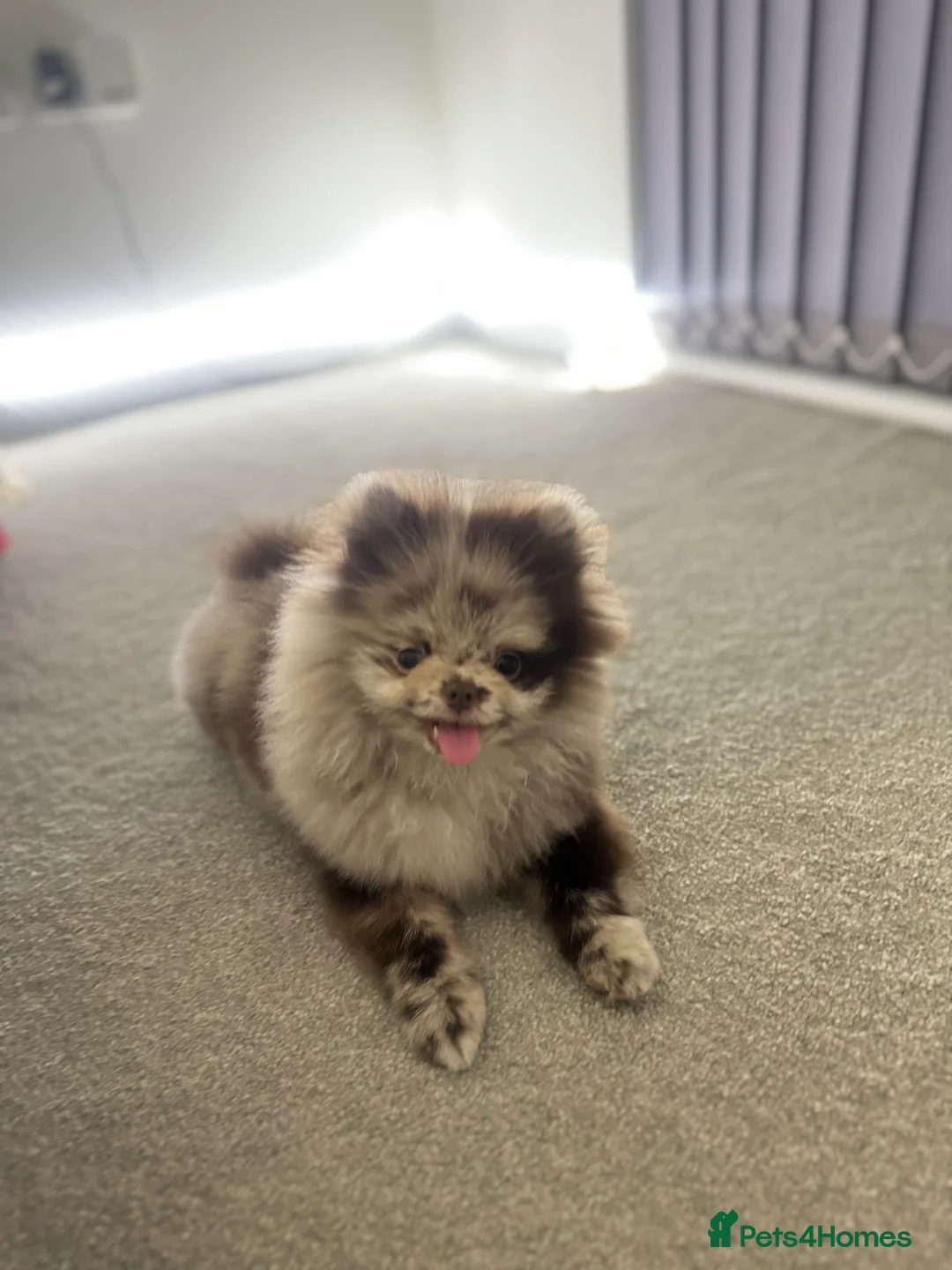 Pomeranian dogs for sale: Exotic Merle Pomeranian Puppy  Rare Colour, - Advert 1