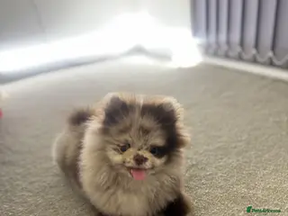 Pomeranian dogs Exotic Merle Pomeranian Puppy Rare Colour, - Advert 1