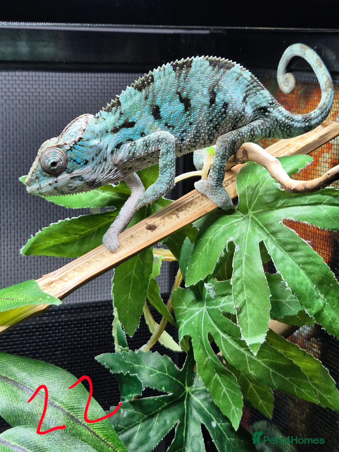 Chameleon reptiles for sale: Baby/juvenile panthers for sale. Ready to go.  - Advert 1