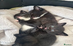 Mixed Breed cats for sale: Kittens for sale ready October 14th - Image 11