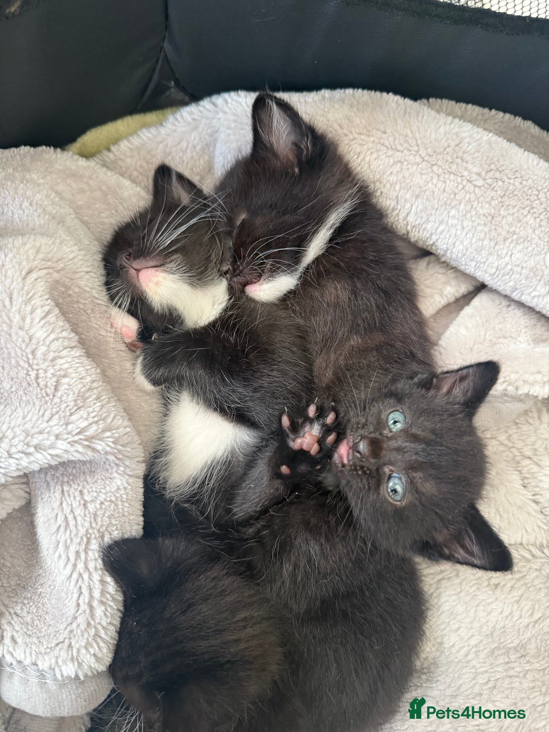 Mixed Breed cats for sale: Kittens for sale ready October 14th - Image 11