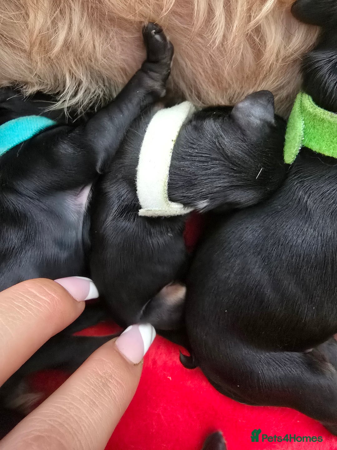 Cockapoo dogs for sale: American Cockapoo Puppies - Image 21