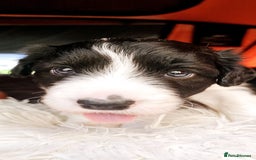 Sprollie dogs for sale: Puppies from Border Collie  - Image 21