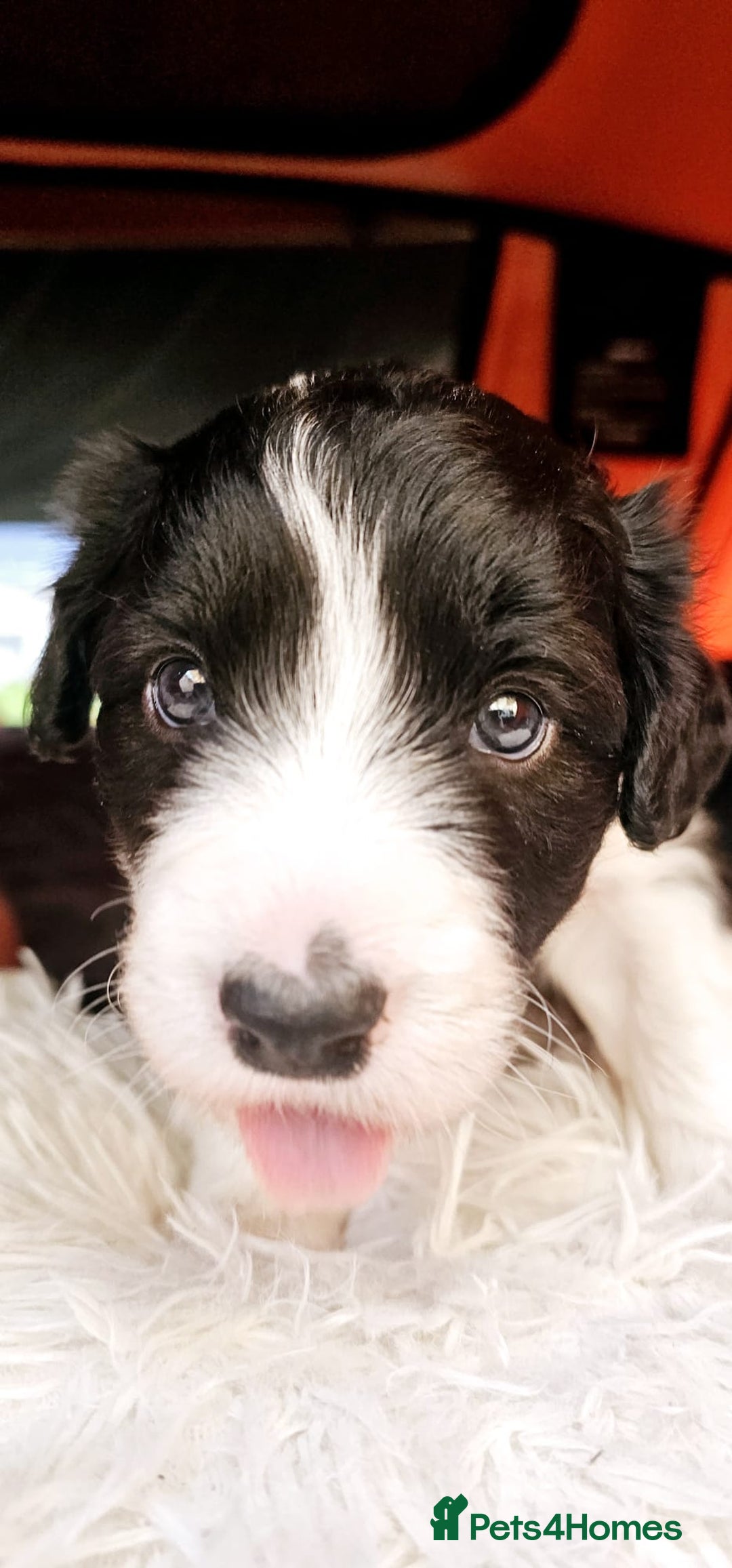 Sprollie dogs for sale: Puppies from Border Collie  - Image 21