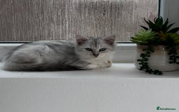 Siberian cats for sale: Adorable Siberian Kitten - Image 9