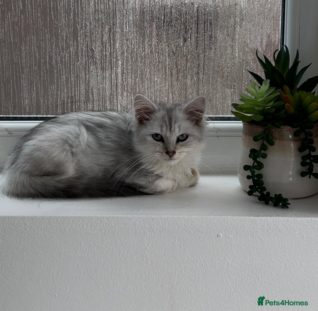 Siberian cats for sale: Adorable Siberian Kitten - Image 9