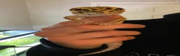 Gecko reptiles for sale: Leopard gecko  - Advert 6