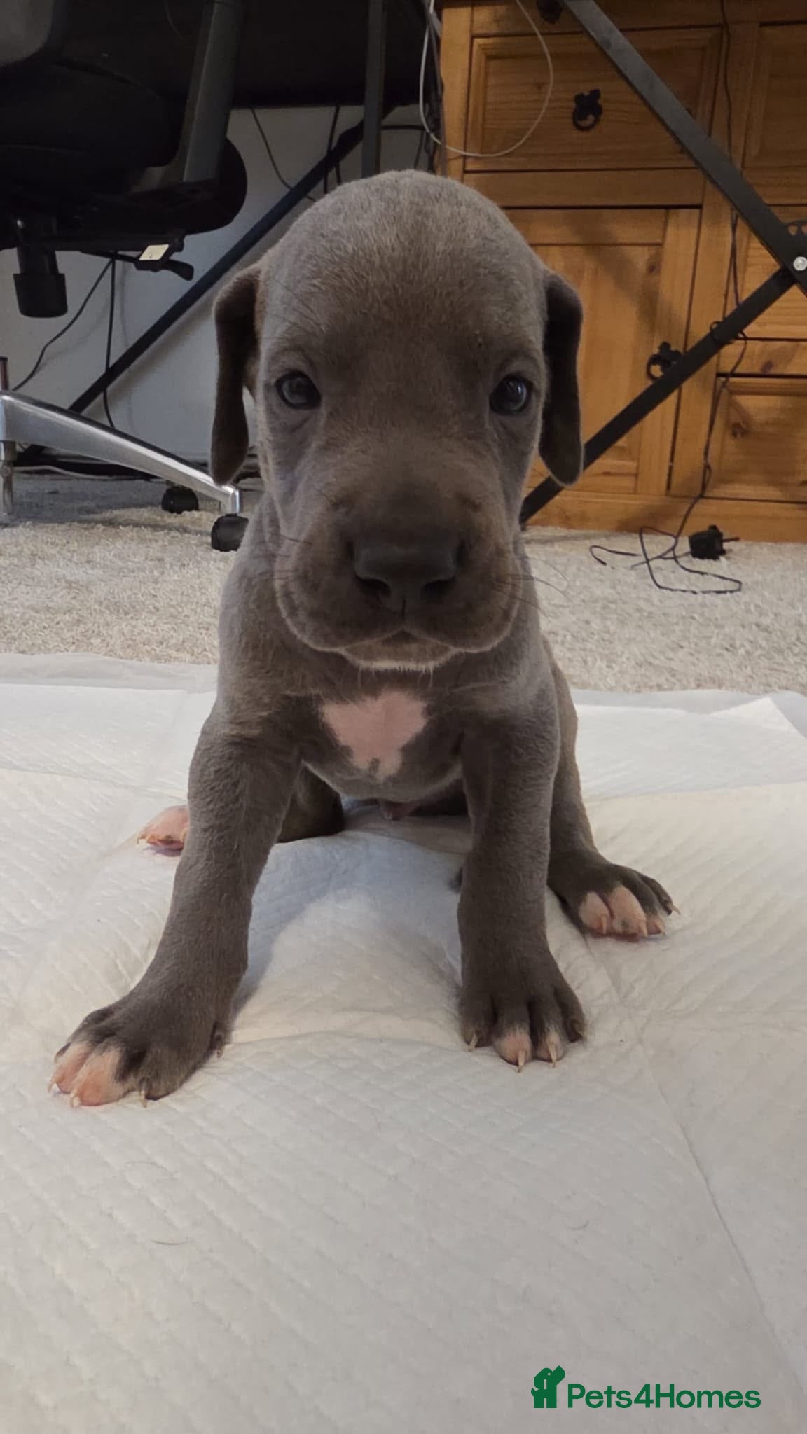 Great Dane dogs High Quality Great Dane Puppies - Advert 1