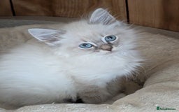 Siberian cats for sale: Kitty Neva Masguerade  - Image 7
