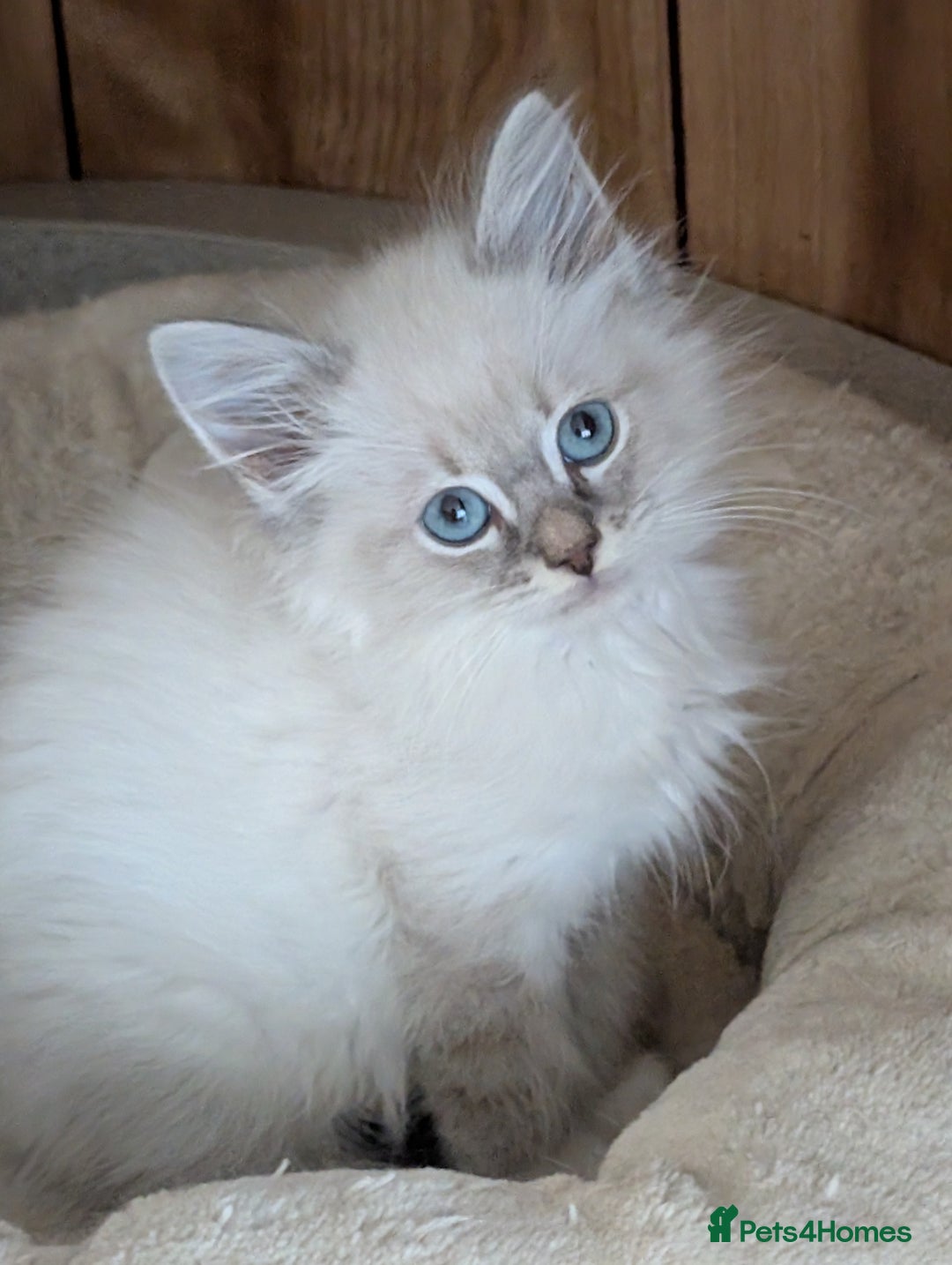 Siberian cats for sale: Kitty Neva Masguerade  - Image 7