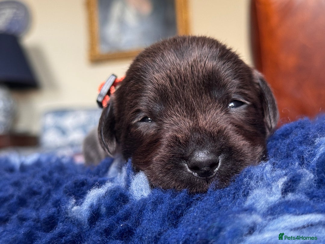Labrador Retriever dogs for sale: Charcoal & Silver Labrador Puppies - Advert 9