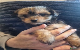 Chorkie dogs for sale: Chorkies - Image 1