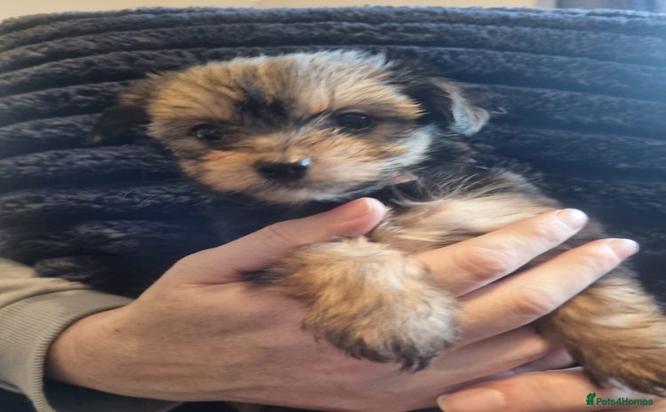 Chorkie dogs - Advert 1
