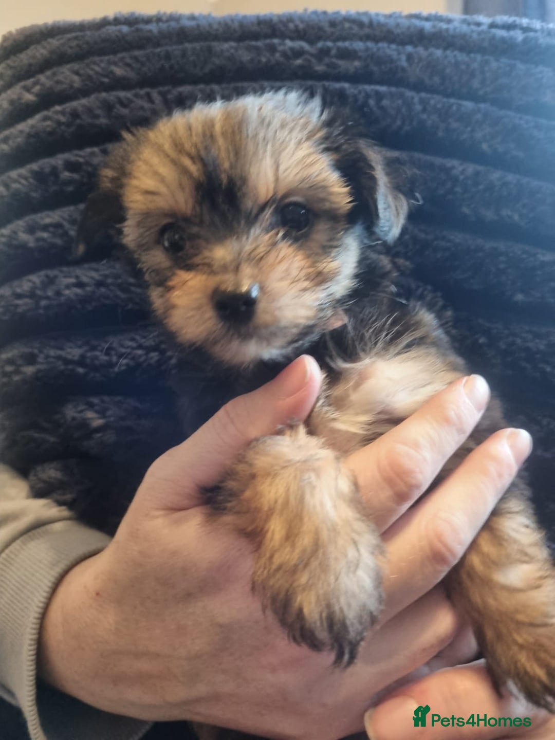 Chorkie dogs for sale: Chorkies - Image 1