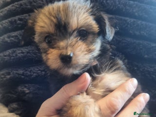 Chorkie dogs - Advert 5