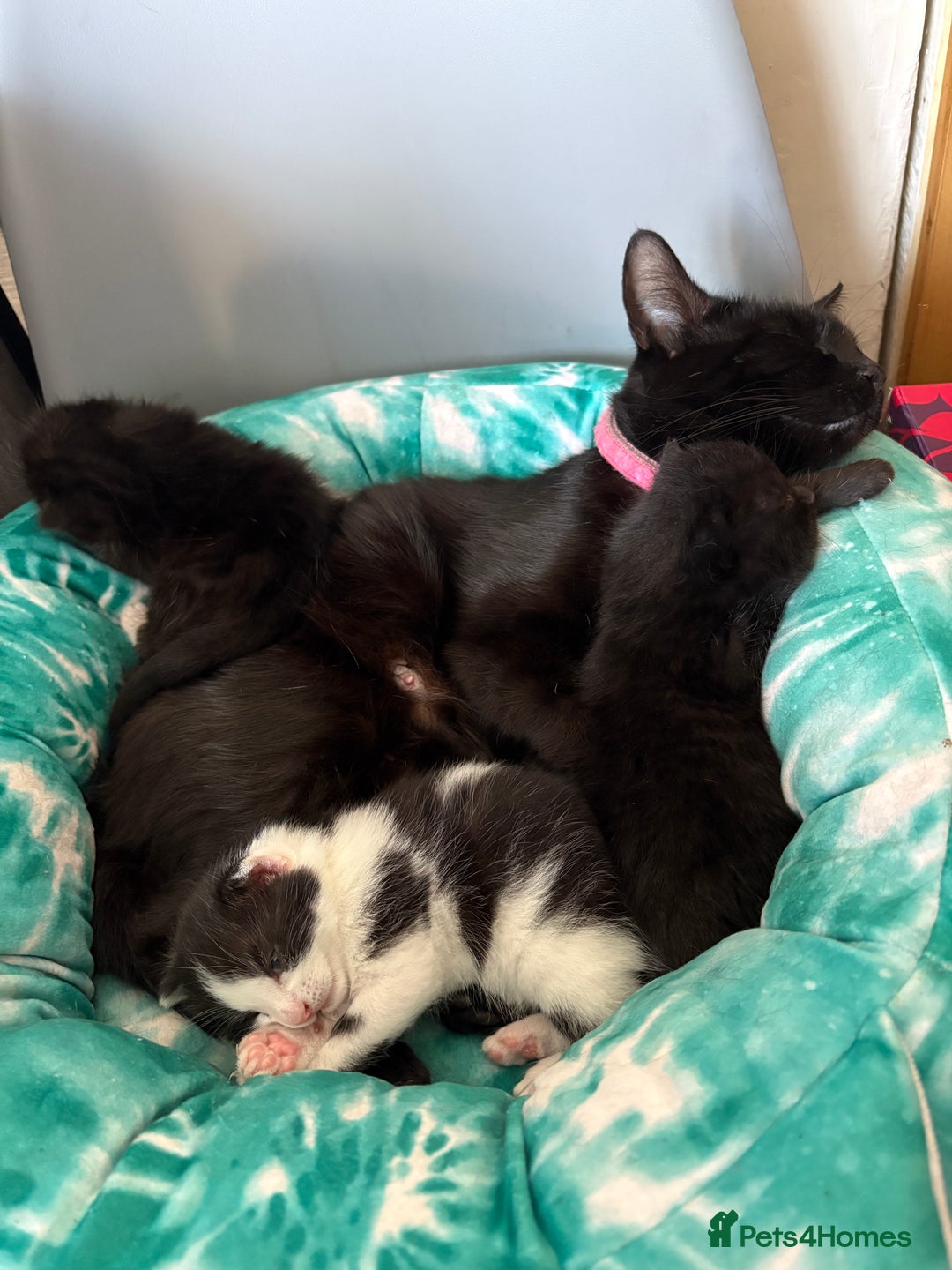 Mixed Breed cats for sale: Mixed breed kittens  - Image 20