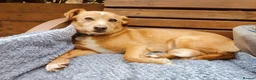 Mixed Breed dogs for adoption: Beautiful Bonnie 🩷 in Hailsham - Advert 12