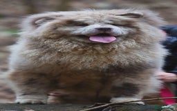 Chow Chow dogs for sale: 4 month old male Chow Chow  - Image 5