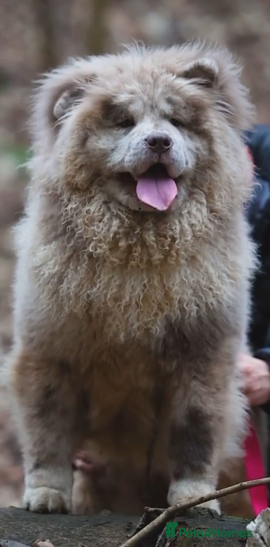Chow Chow dogs for sale: 4 month old male Chow Chow  - Image 5