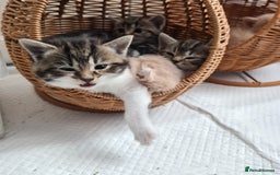 British Shorthair cats for sale: Cute british-shorthair kittens  - Image 5