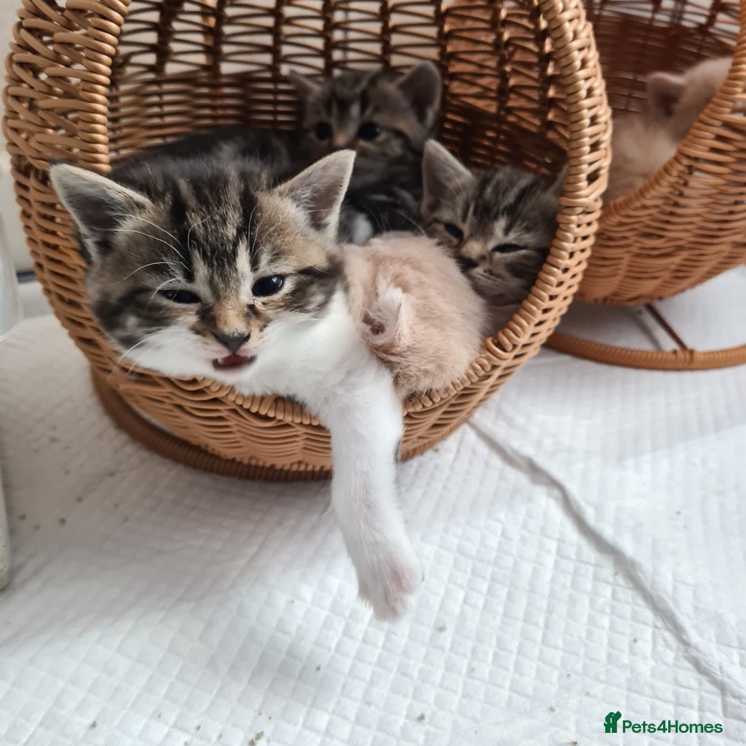 British Shorthair cats for sale: Cute british-shorthair kittens  - Image 5